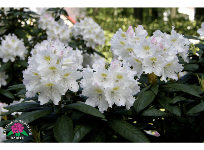 Rhododendron   'Kārlis Ulmanis'